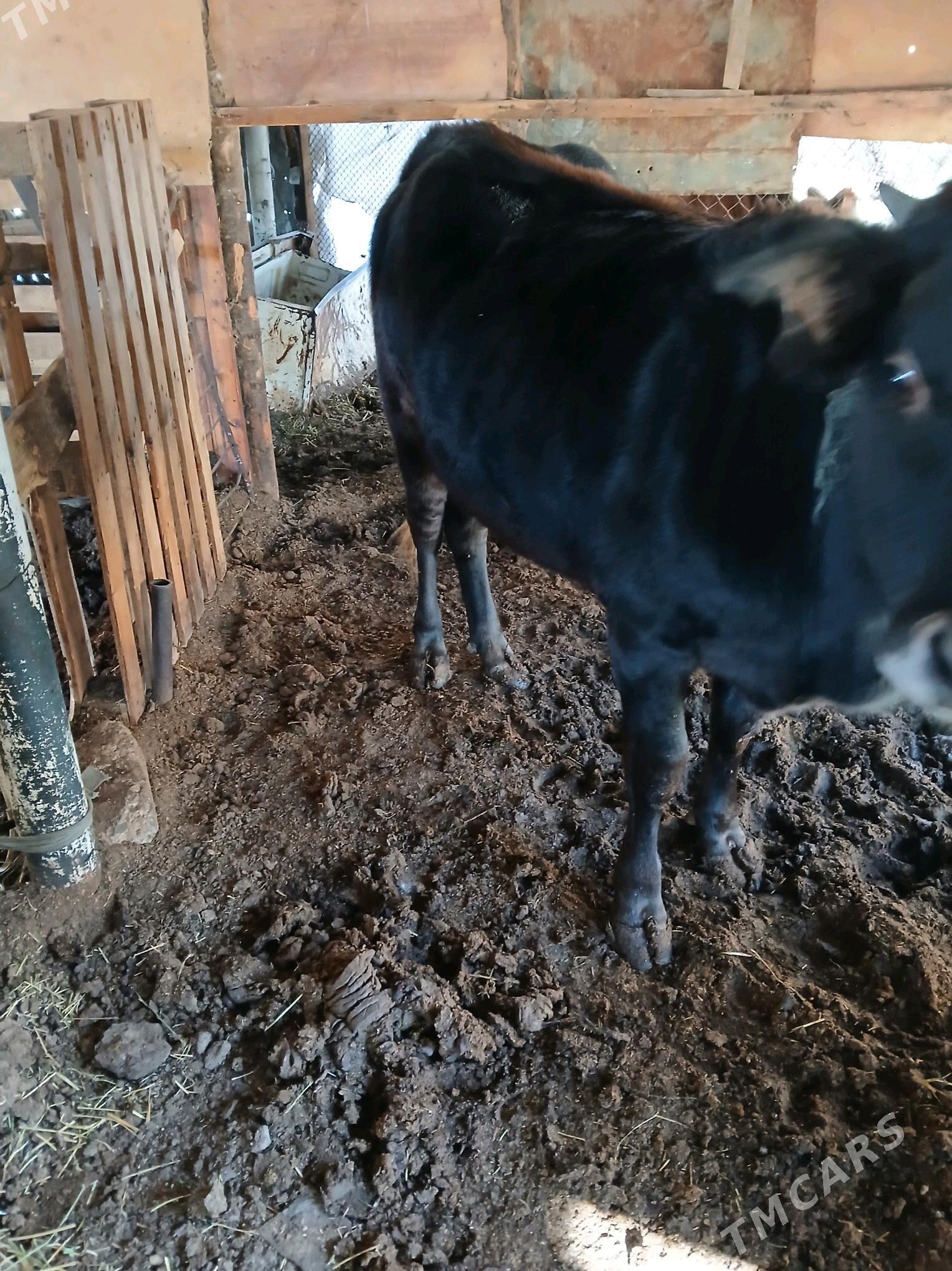 öküz - Мары - img 1