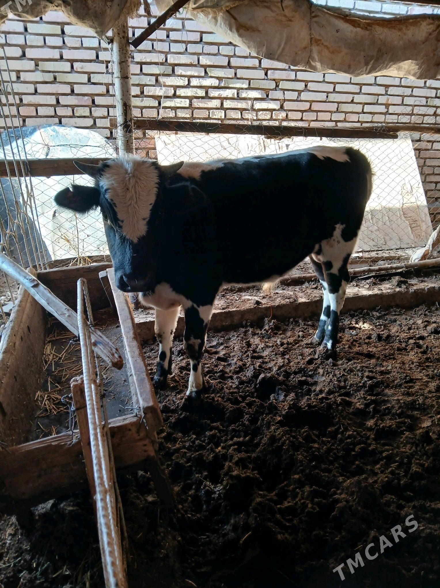 öküz - Мары - img 3