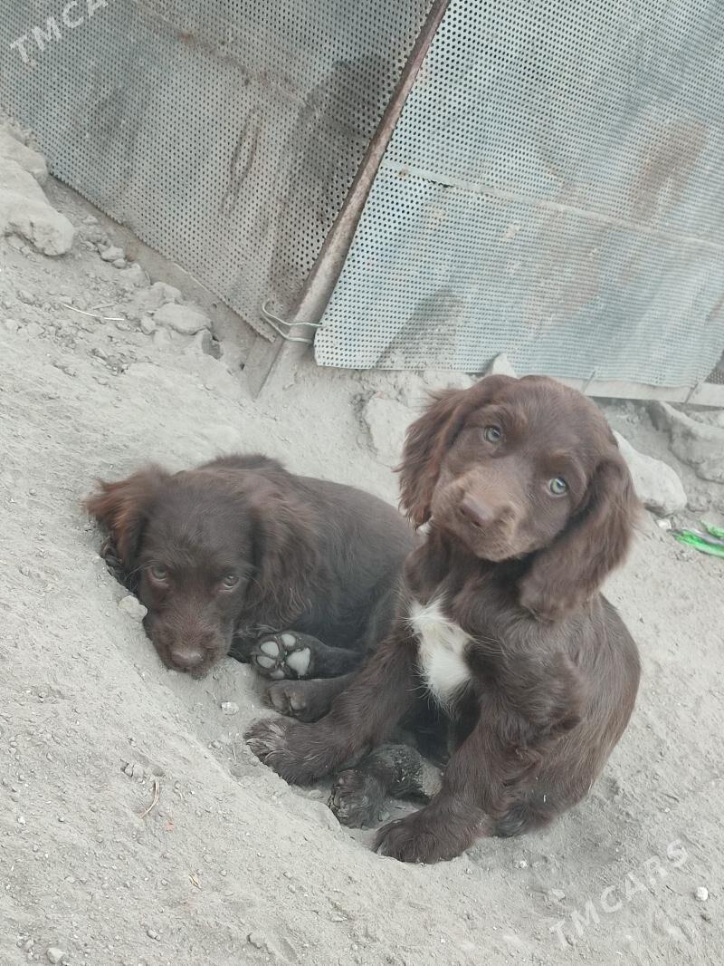 Awçi it - Мары - img 4