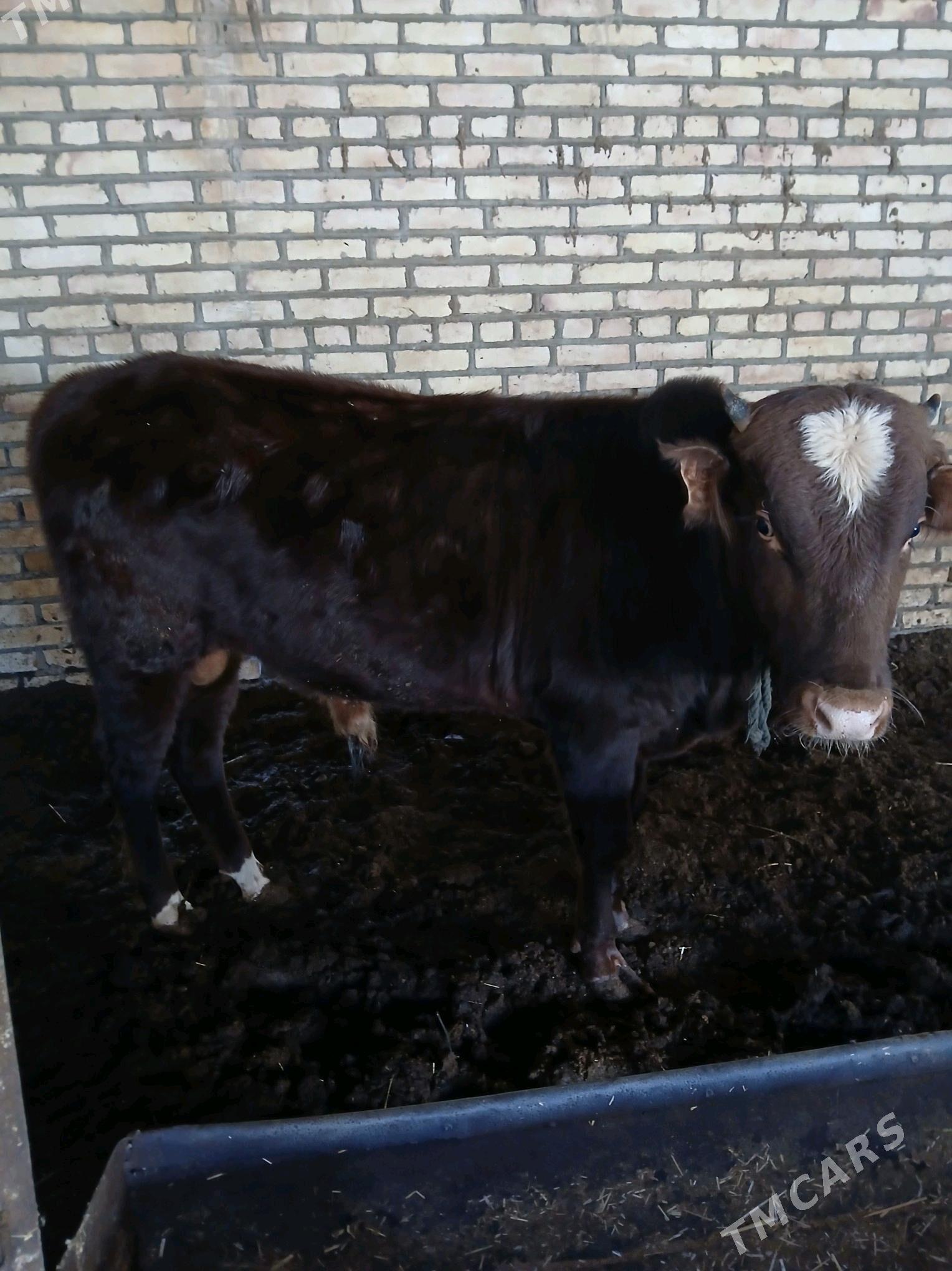 öküz - Мары - img 4