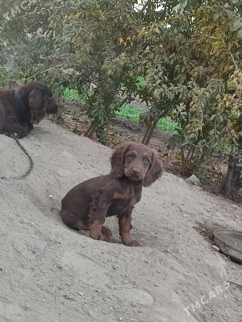 Awçi it - Мары - img 2