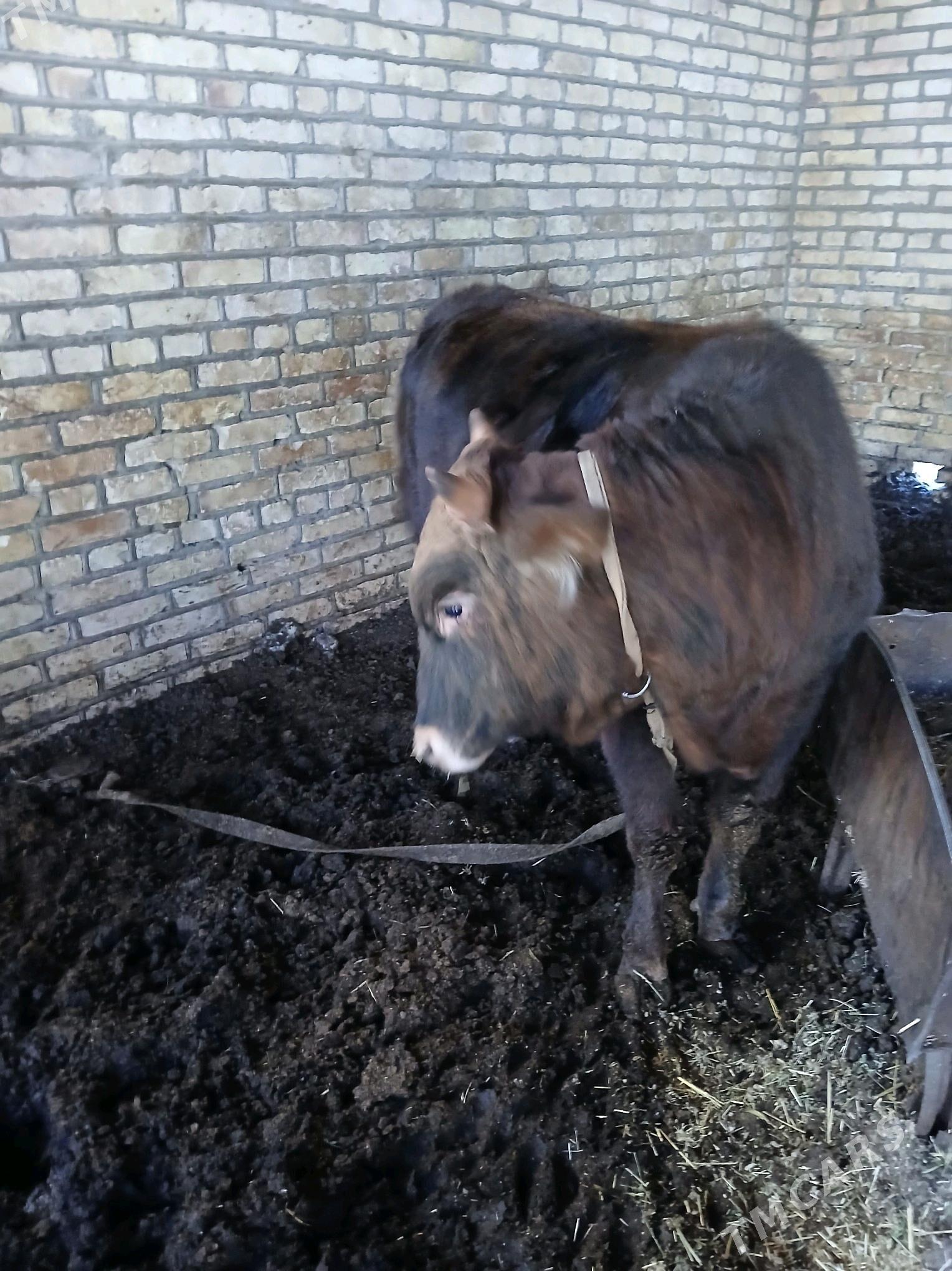 öküz - Мары - img 5