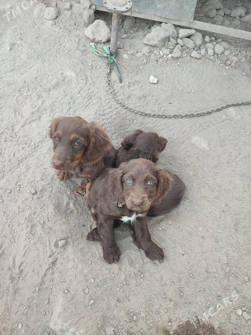 Awçi it - Мары - img 5