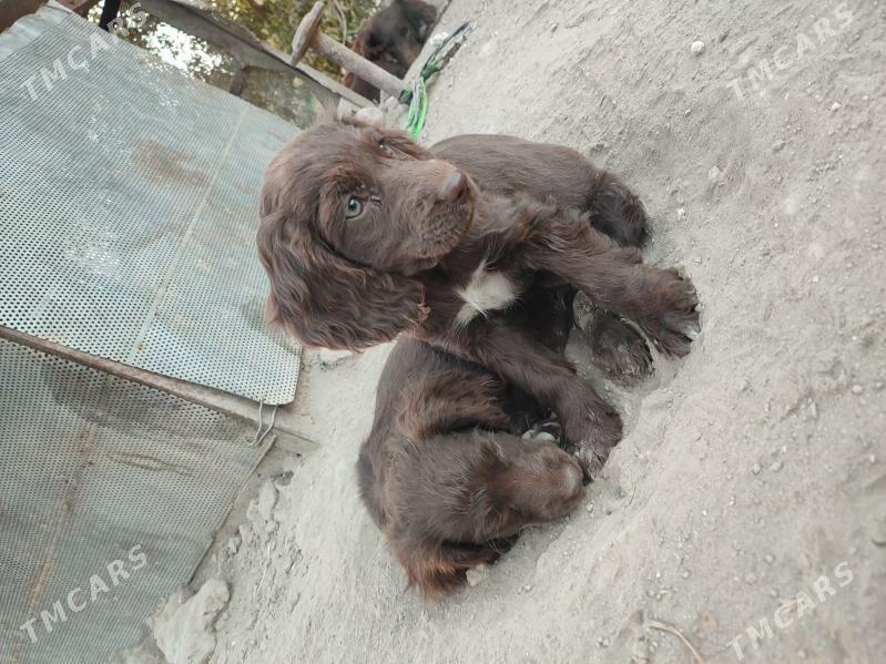 Awçi it - Мары - img 3