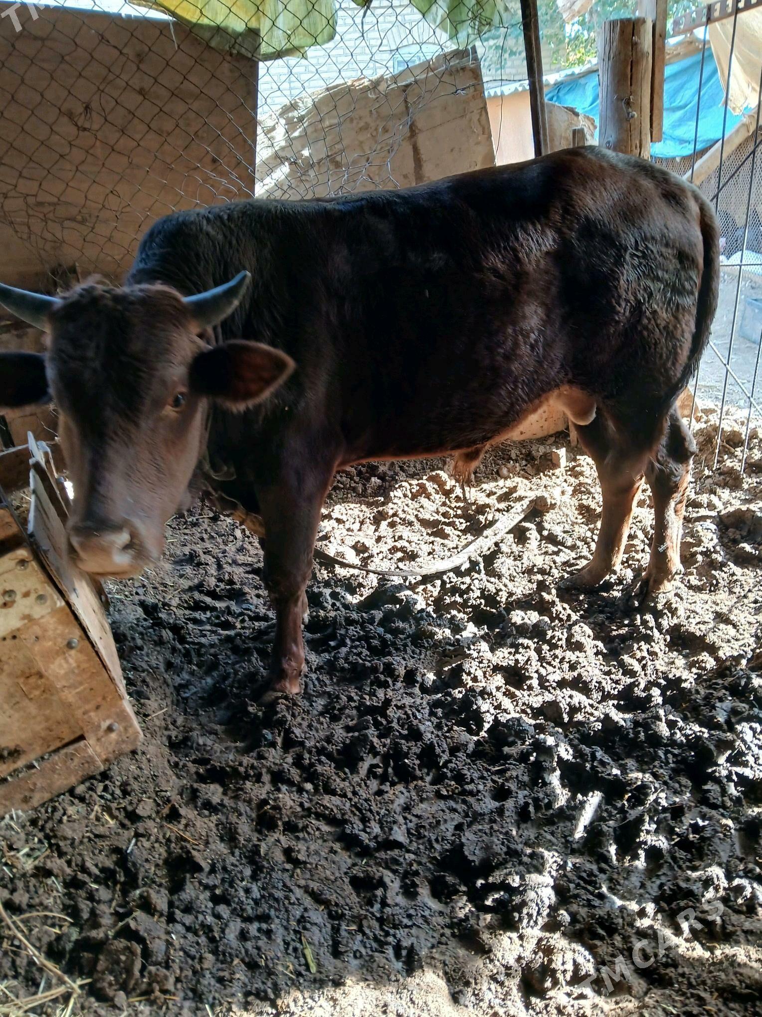 öküz - Мары - img 6