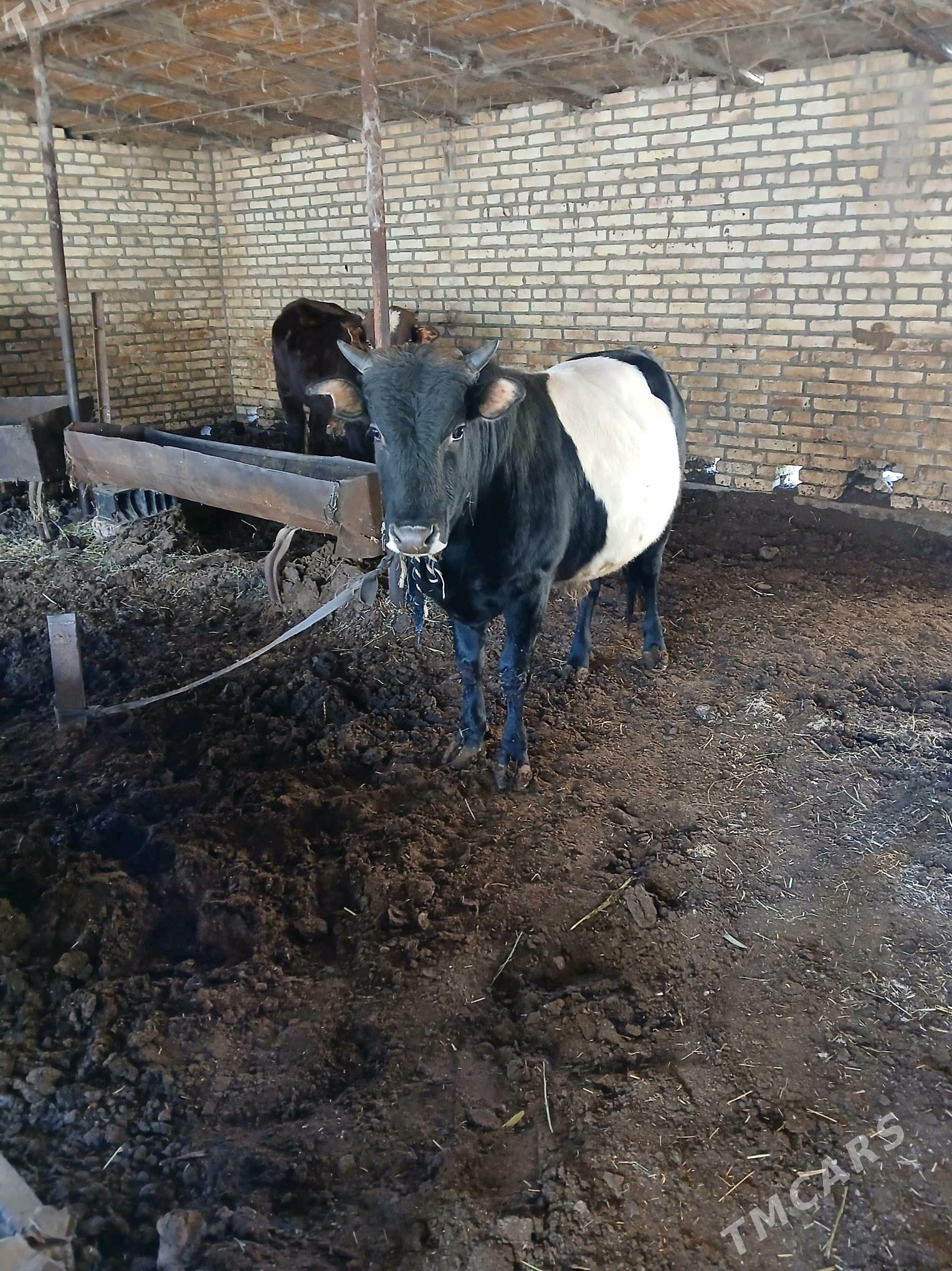 öküz - Мары - img 7