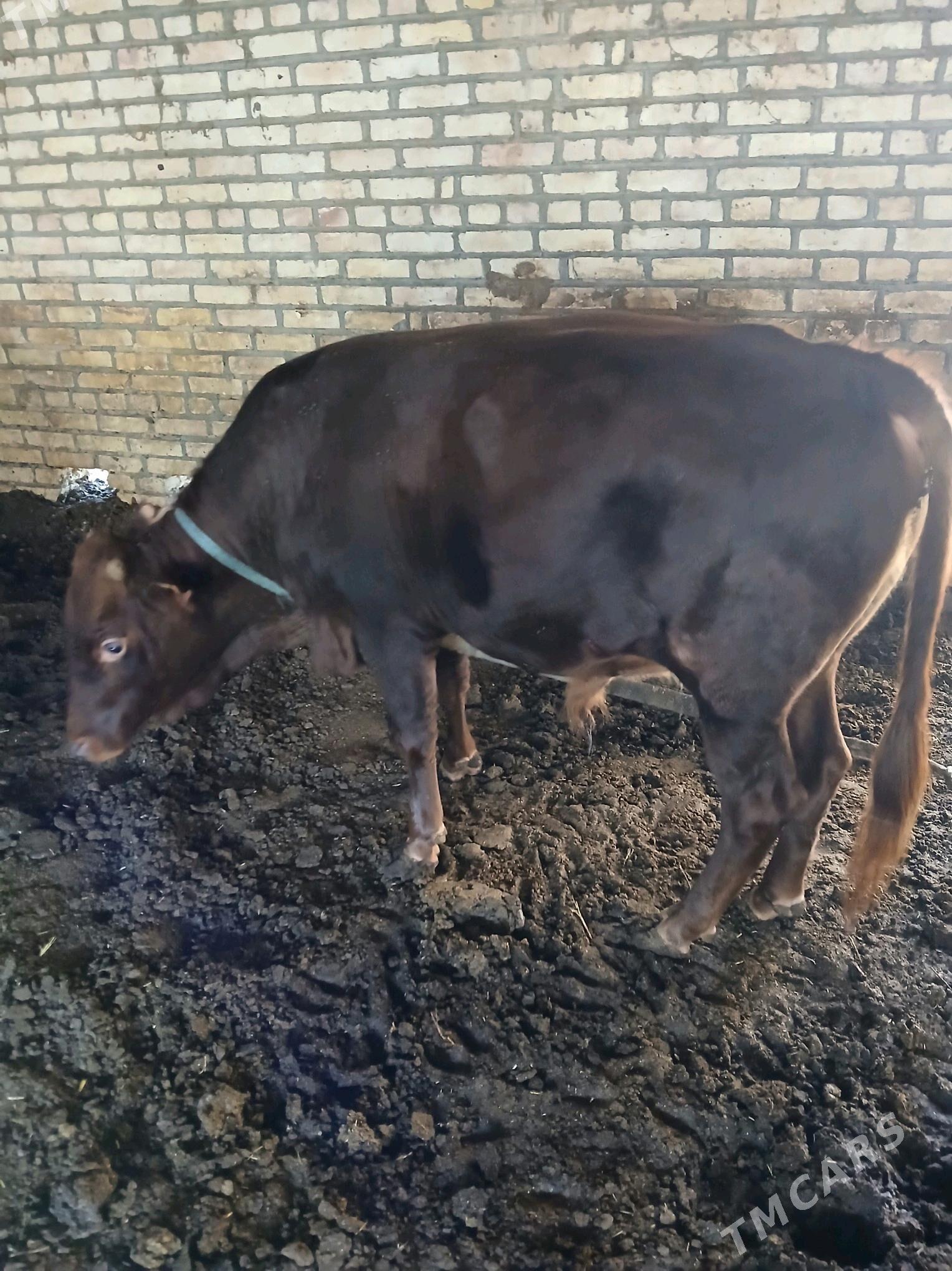 öküz - Мары - img 9