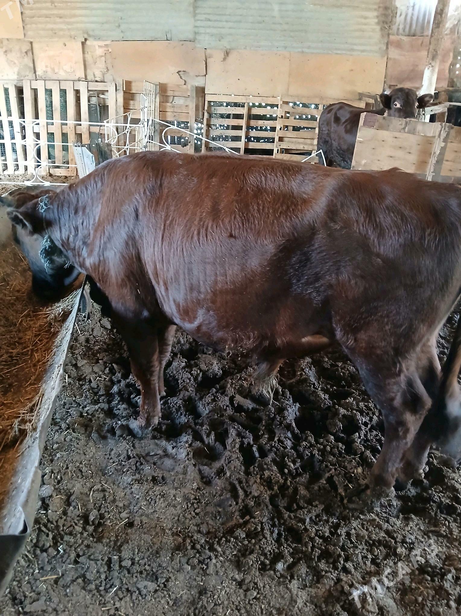 öküz - Мары - img 8