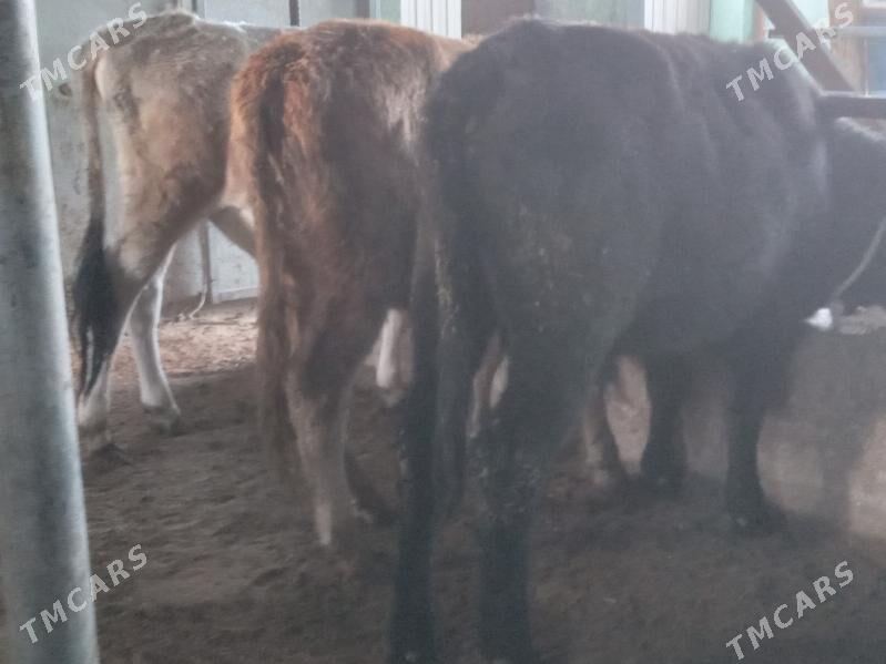 okizler - Büzmeýin - img 2