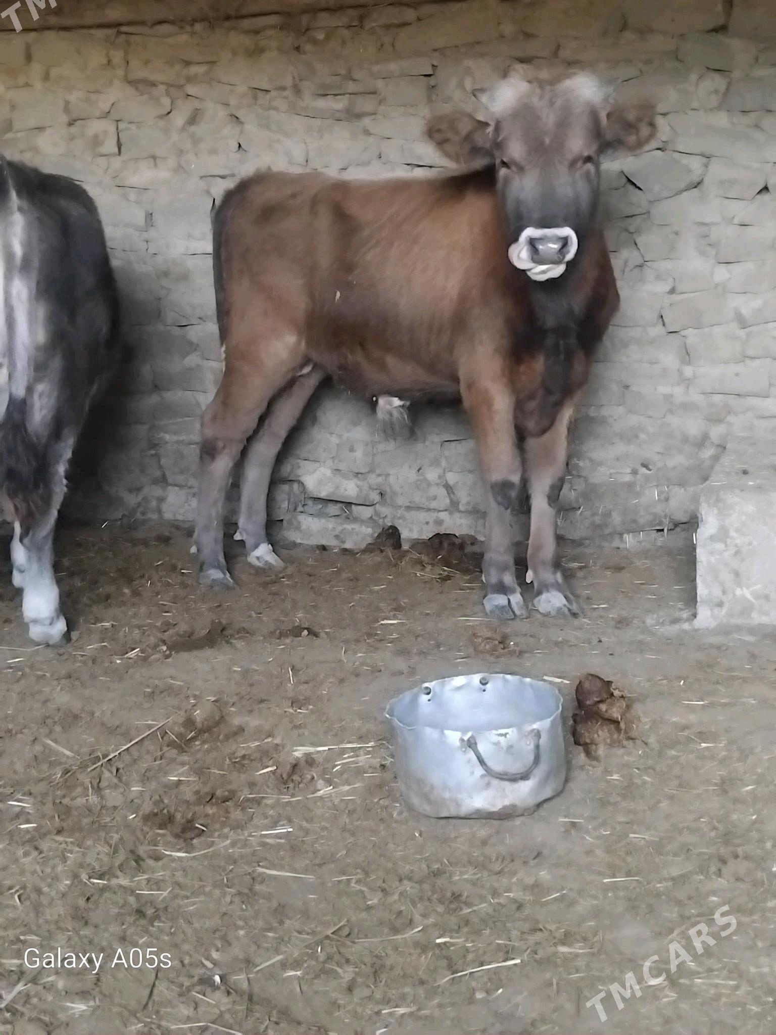 ÖKÜZ - Gyzylarbat - img 2