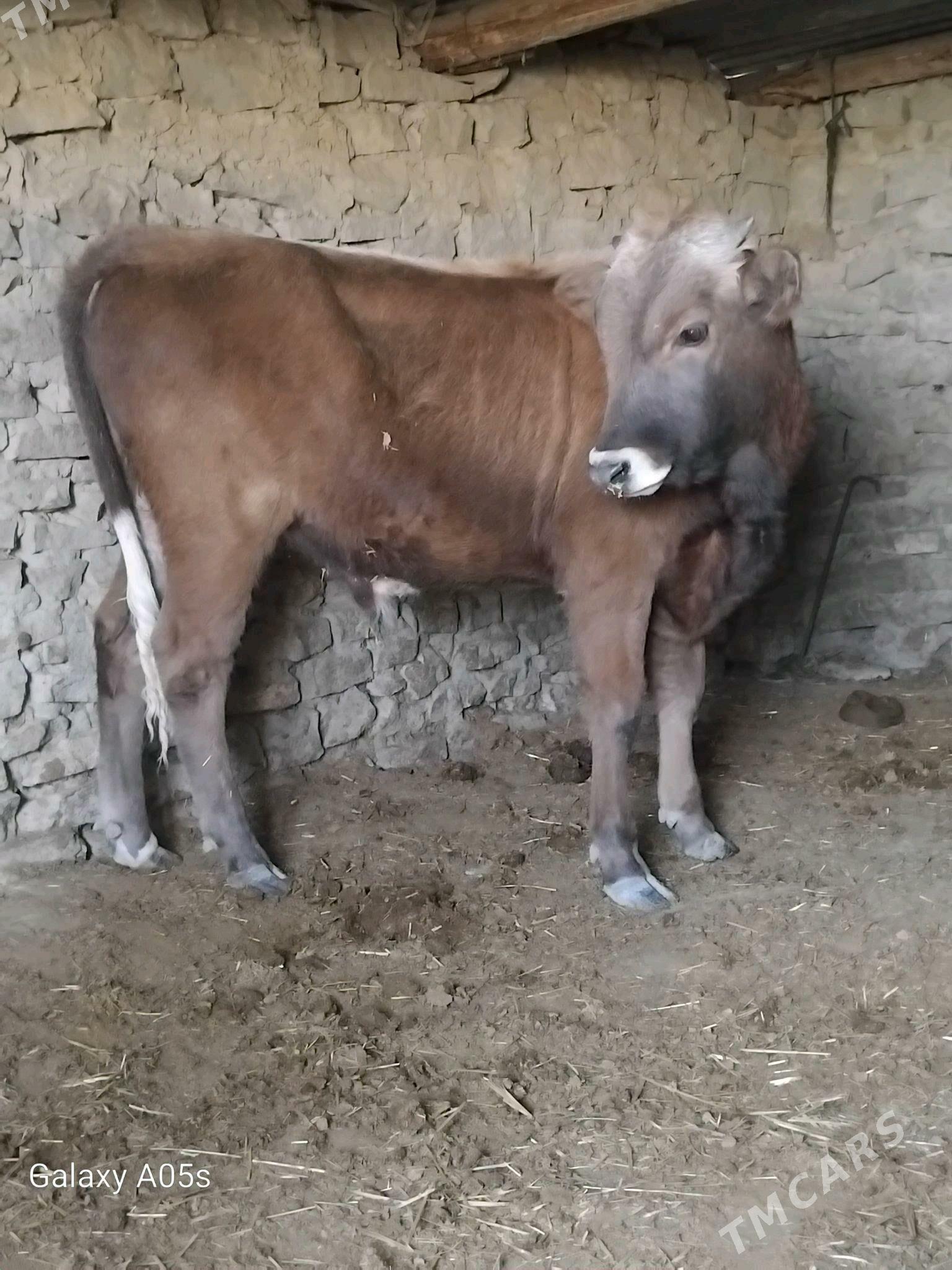 ÖKÜZ - Gyzylarbat - img 4