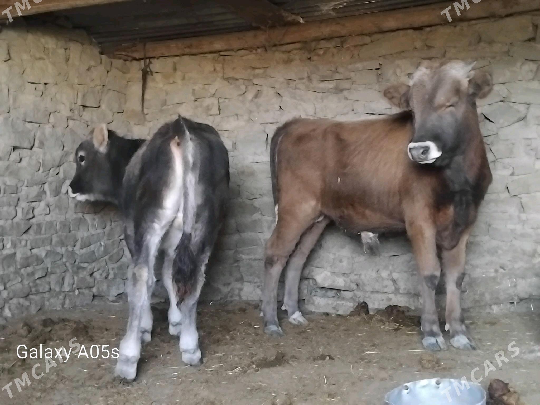 ÖKÜZ - Gyzylarbat - img 3