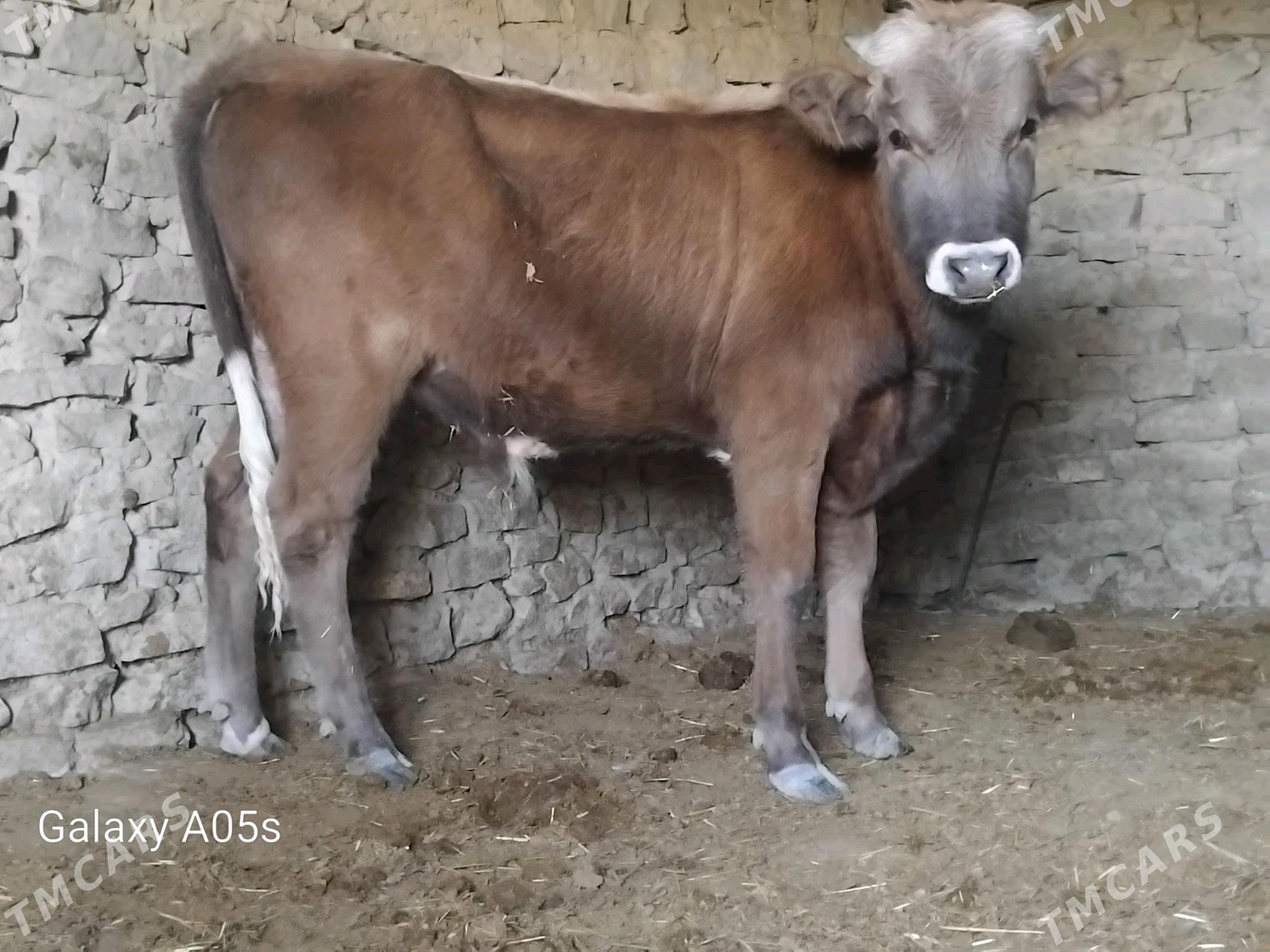 ÖKÜZ - Gyzylarbat - img 5