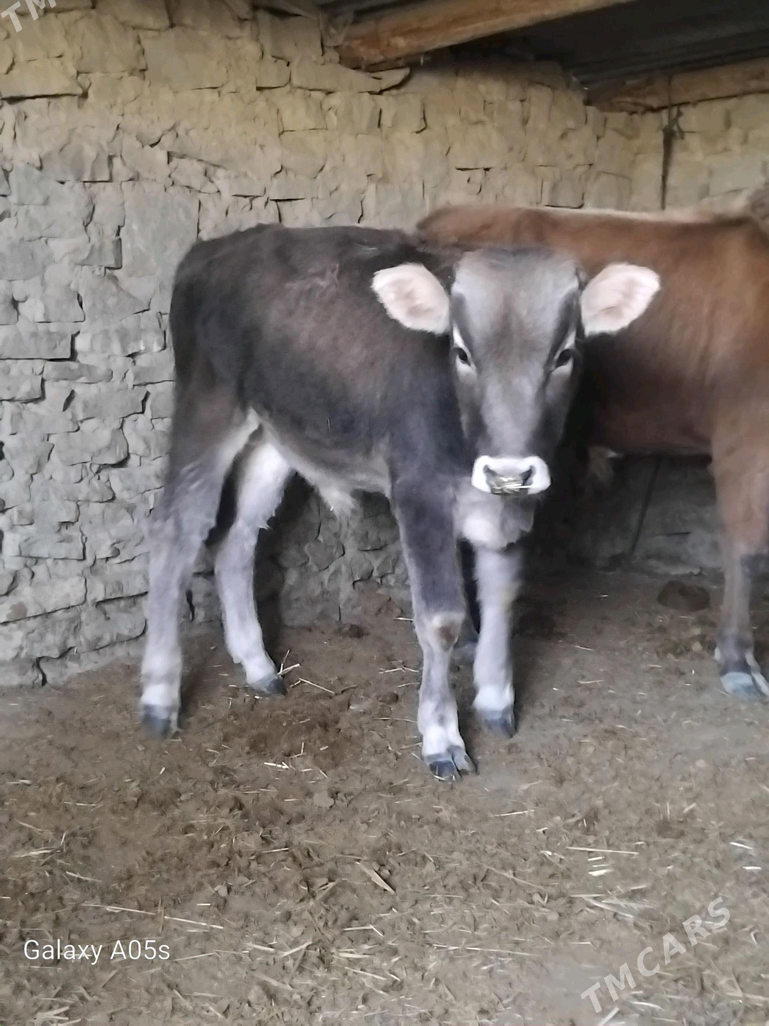 ÖKÜZ - Gyzylarbat - img 6