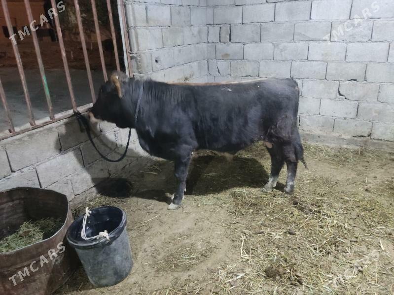 okuz tohum - Gökdepe - img 5