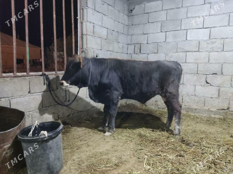 okuz tohum - Gökdepe - img 4