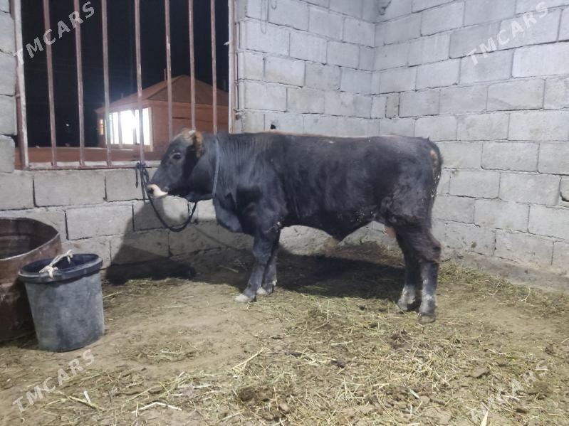 okuz tohum - Gökdepe - img 2