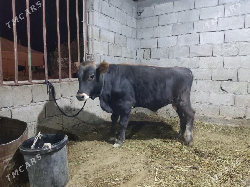 okuz tohum - Gökdepe - img 3