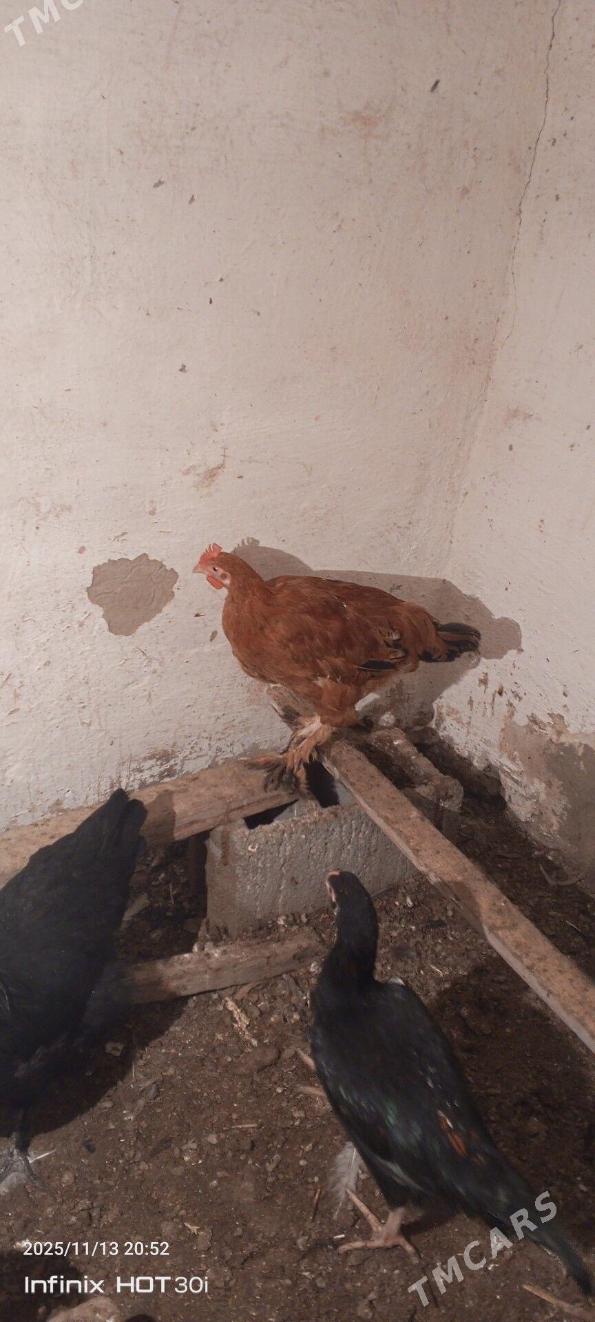 juje horaz - Daşoguz - img 1