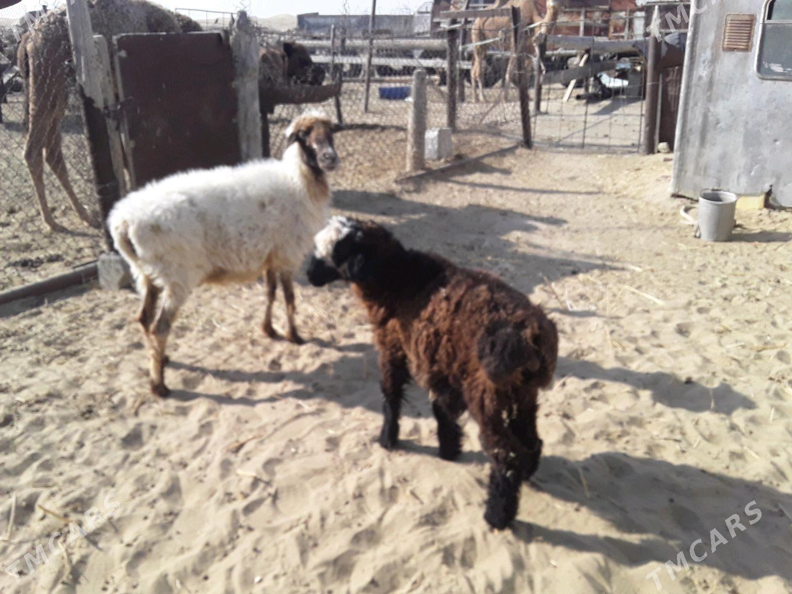 Goýun - Гумдаг - img 2