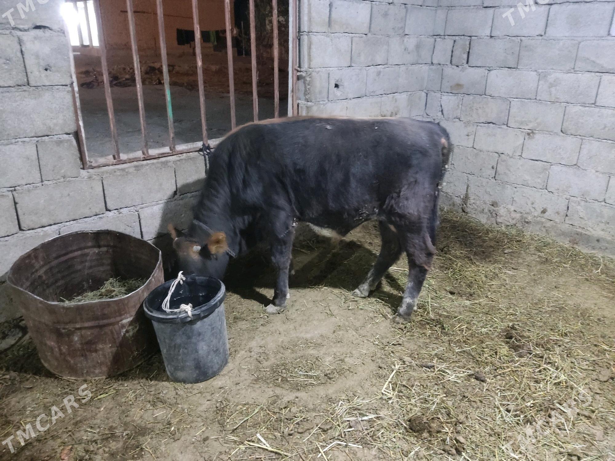 okuz tohum - Gökdepe - img 6