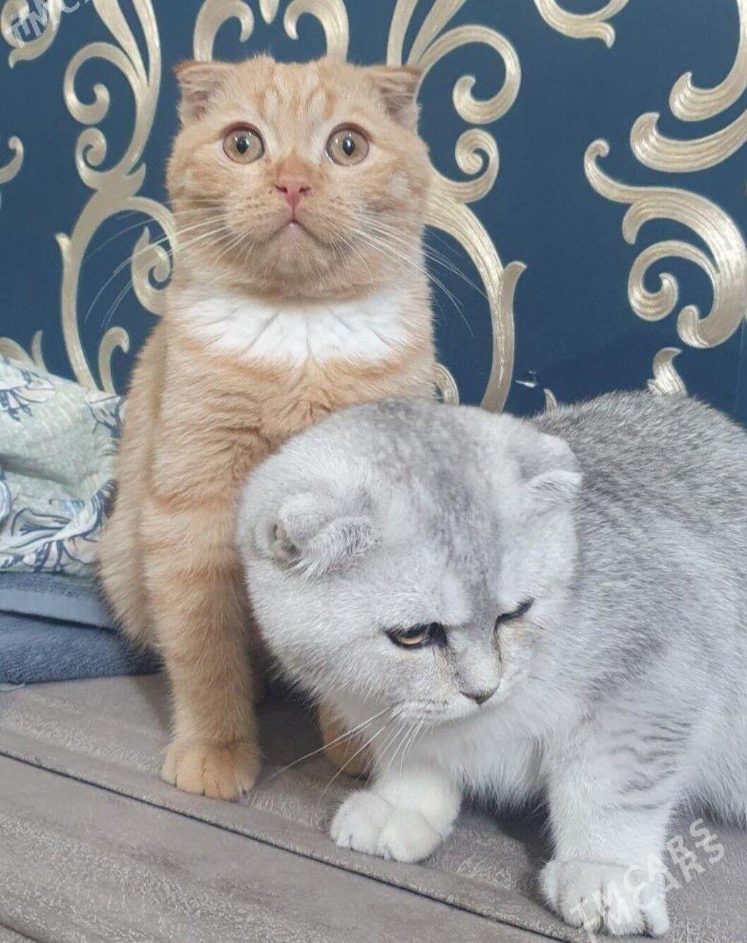 Шотландские котята - Aşgabat - img 7