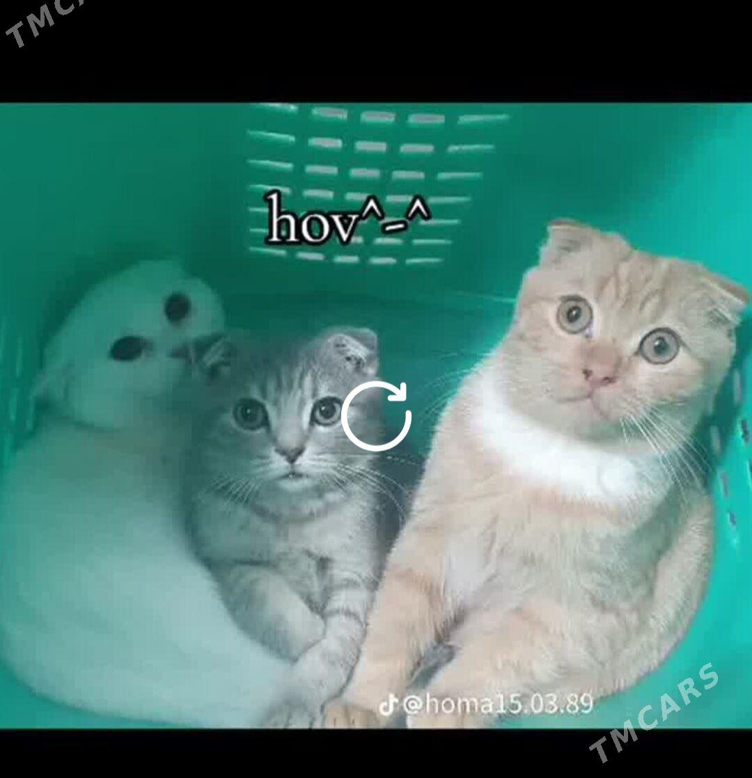 Шотландские котята - Aşgabat - img 6