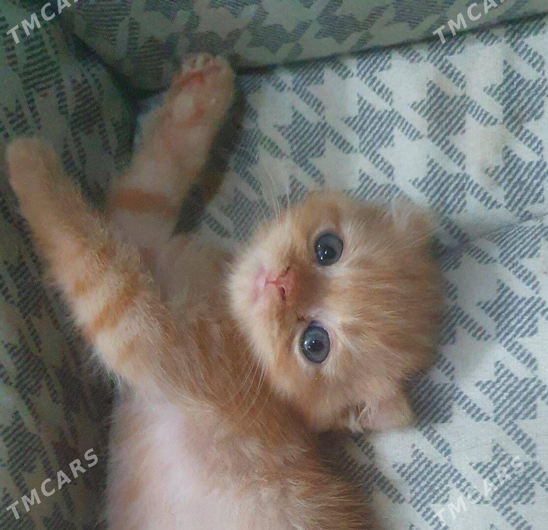 Шотландские котята - Aşgabat - img 5