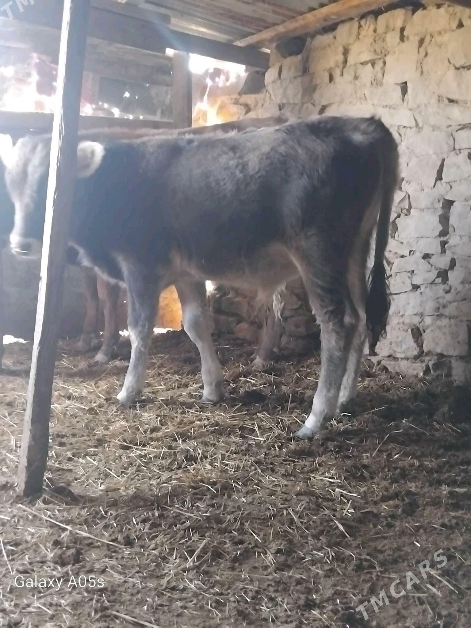 ÖKÜZ - Gyzylarbat - img 8