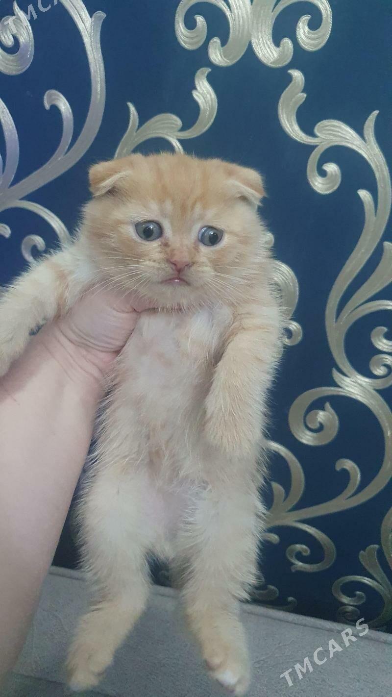 Шотландские котята - Aşgabat - img 4