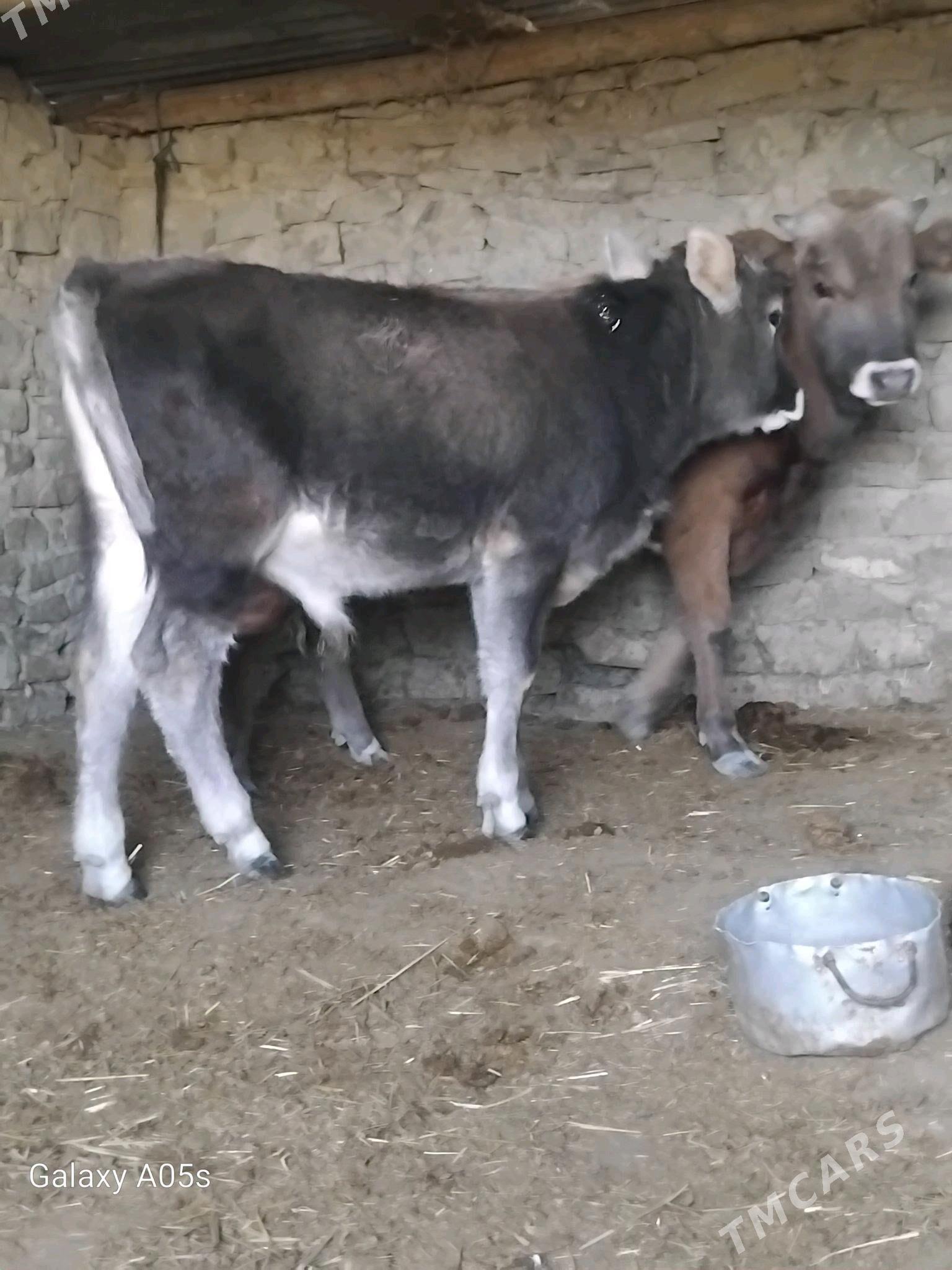 ÖKÜZ - Gyzylarbat - img 7