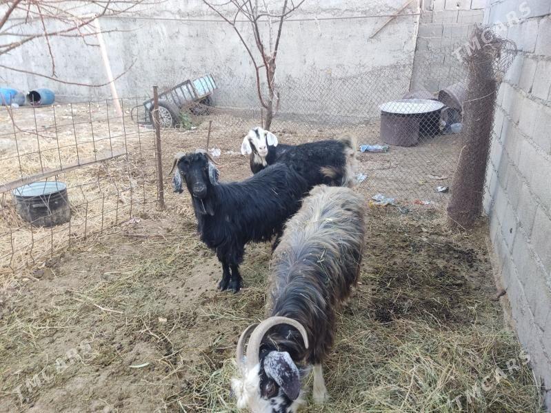 agyr  geciler - Гёкдепе - img 4