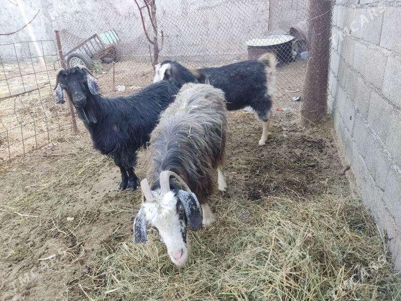 agyr  geciler - Гёкдепе - img 5