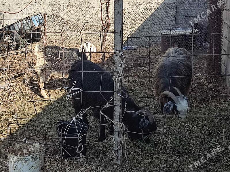 agyr  geciler - Гёкдепе - img 6