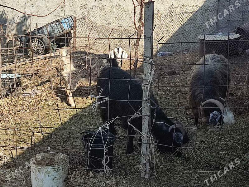 agyr  geciler - Гёкдепе - img 3