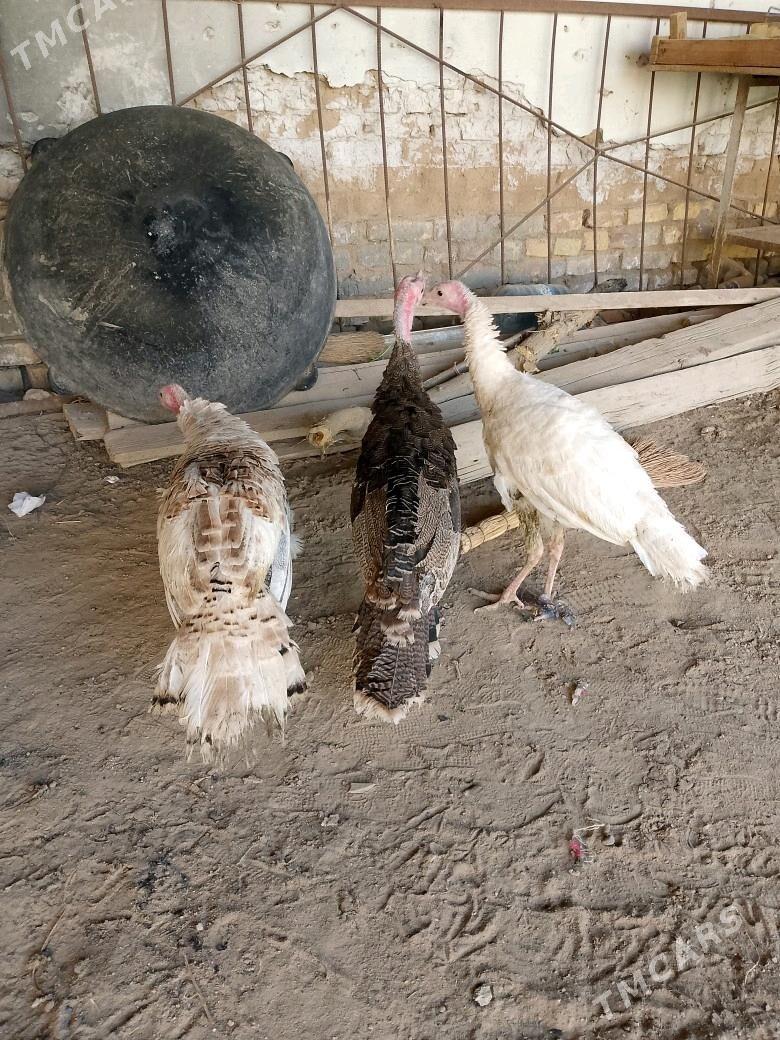 İNDUK - Теджен - img 2