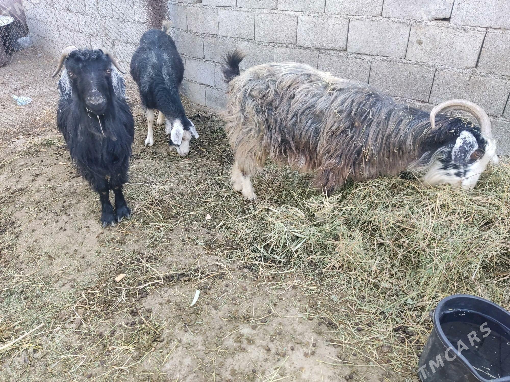 agyr  geciler - Гёкдепе - img 2