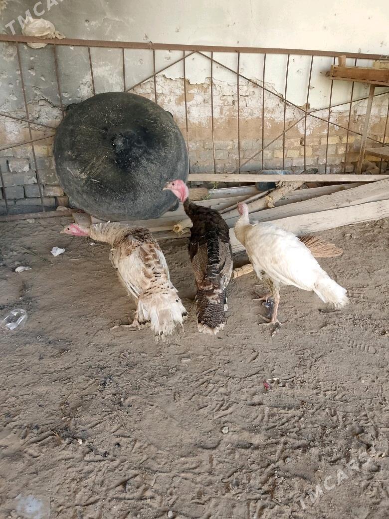 İNDUK - Теджен - img 3