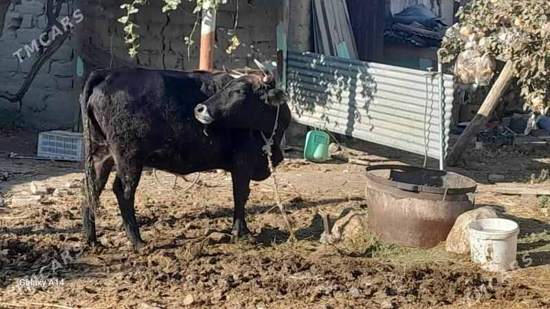 sygyr bakylan - Bäherden - img 3