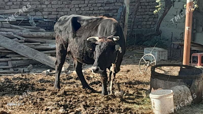 sygyr bakylan - Bäherden - img 1