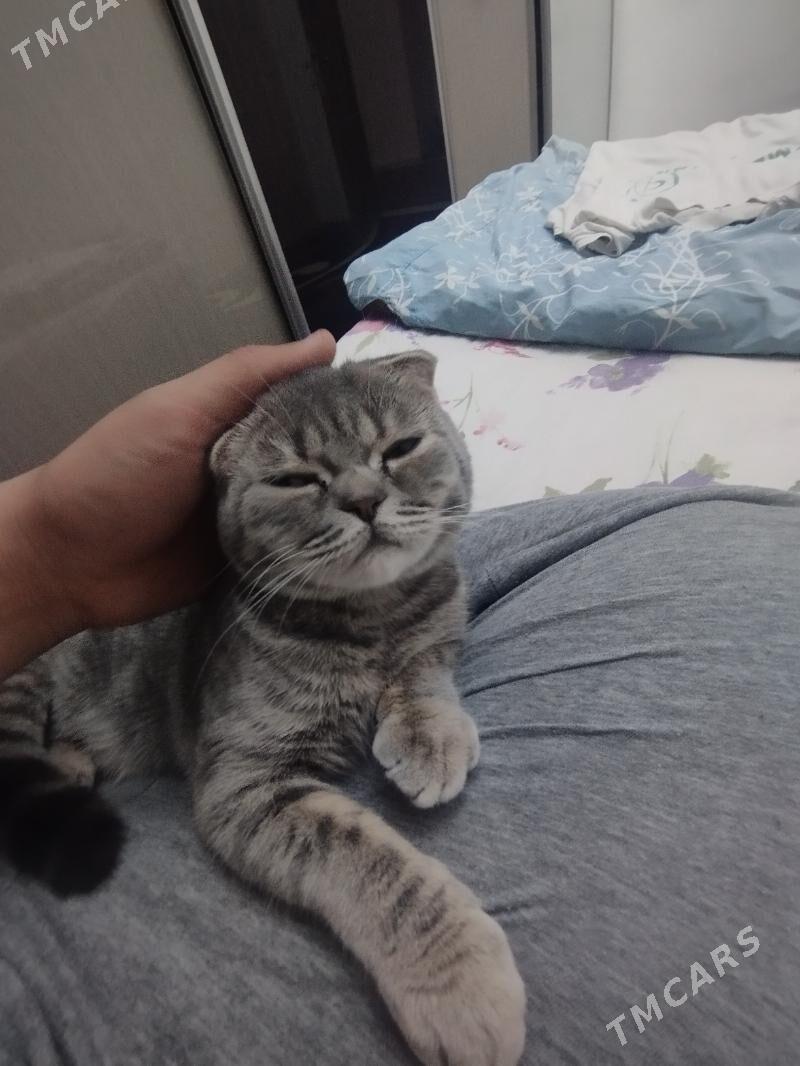 Шотландский вилсоуха - Туркменабат - img 5