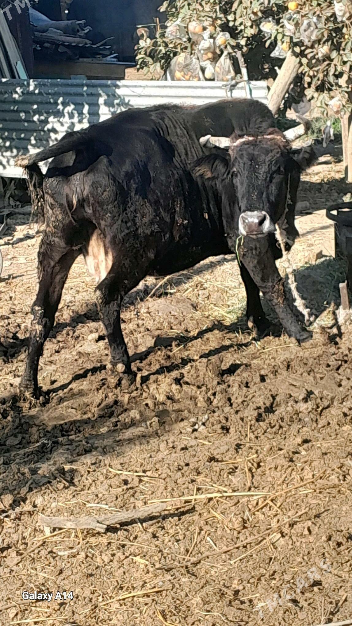 sygyr bakylan - Bäherden - img 2