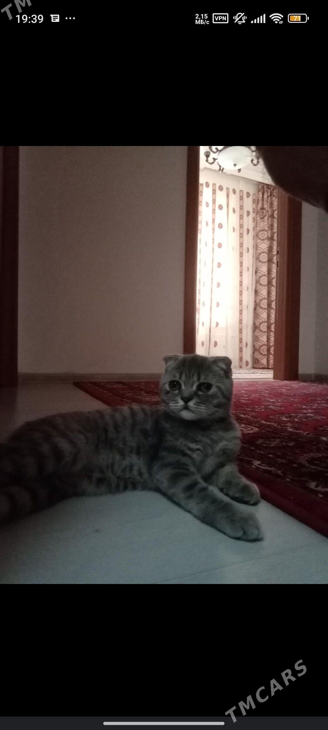 Шотландский вилсоуха - Туркменабат - img 2