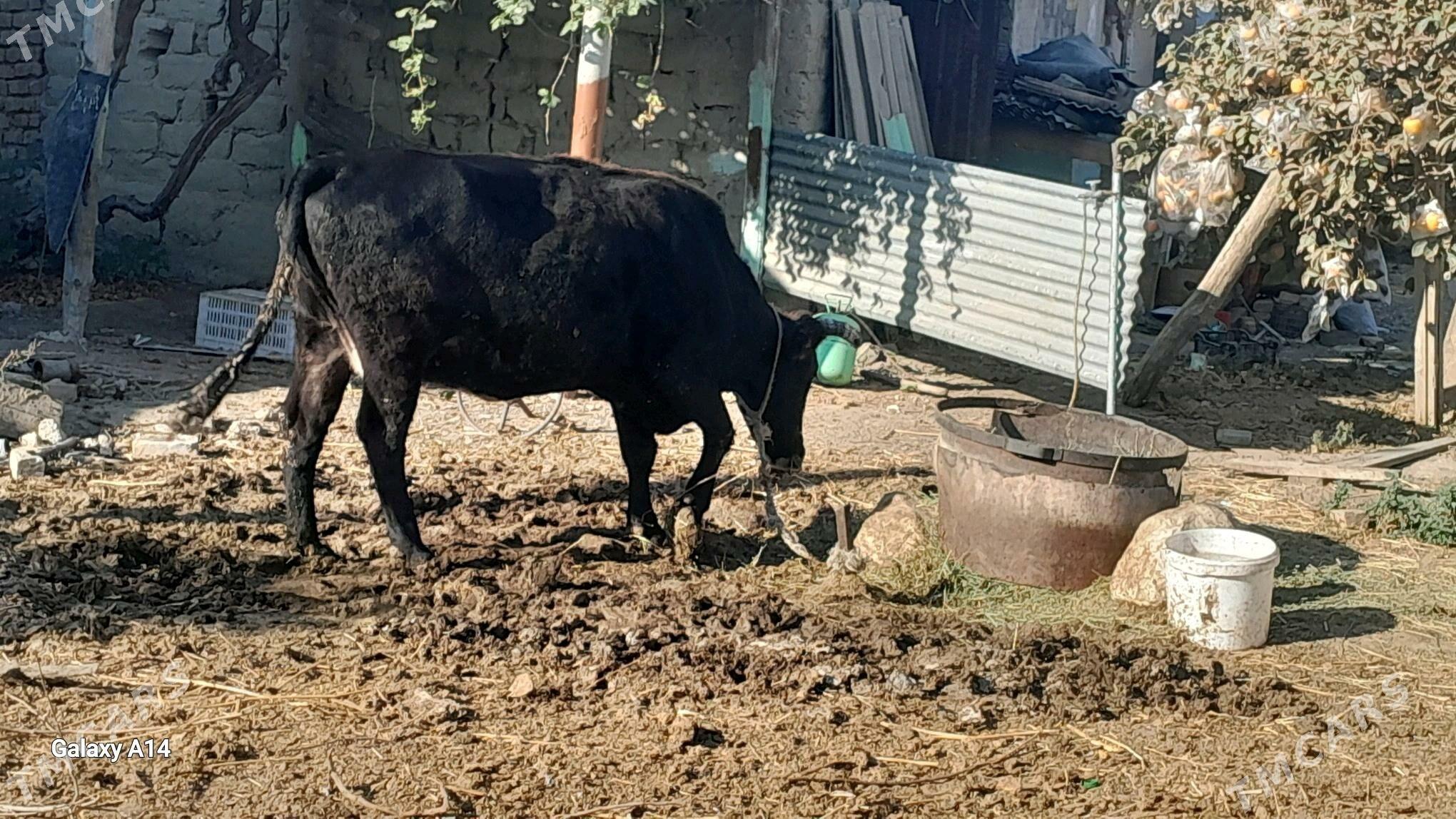 sygyr bakylan - Bäherden - img 4