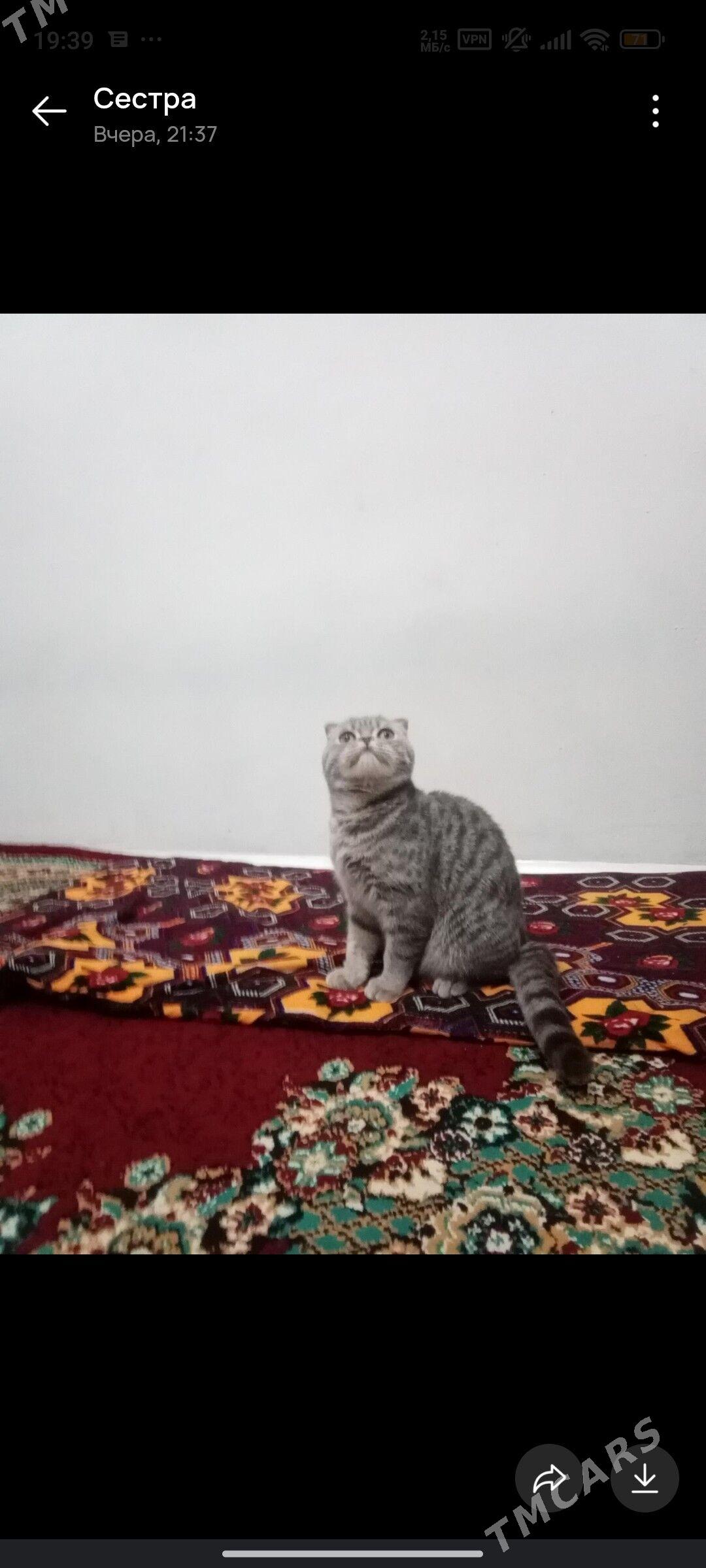 Шотландский вилсоуха - Туркменабат - img 4