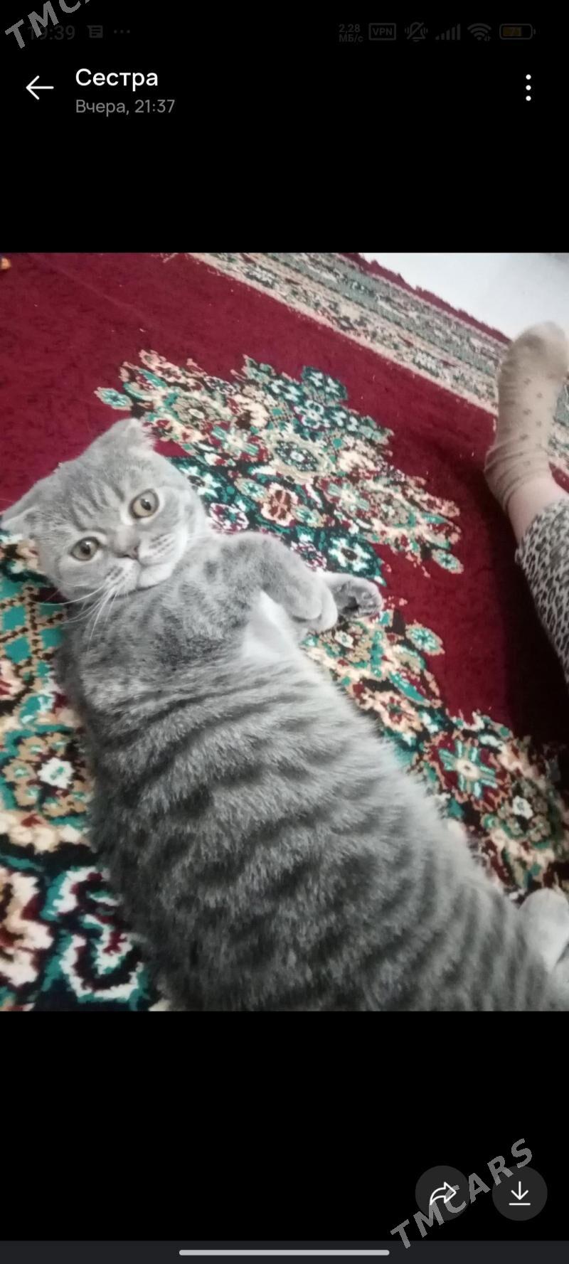 Шотландский вилсоуха - Туркменабат - img 3