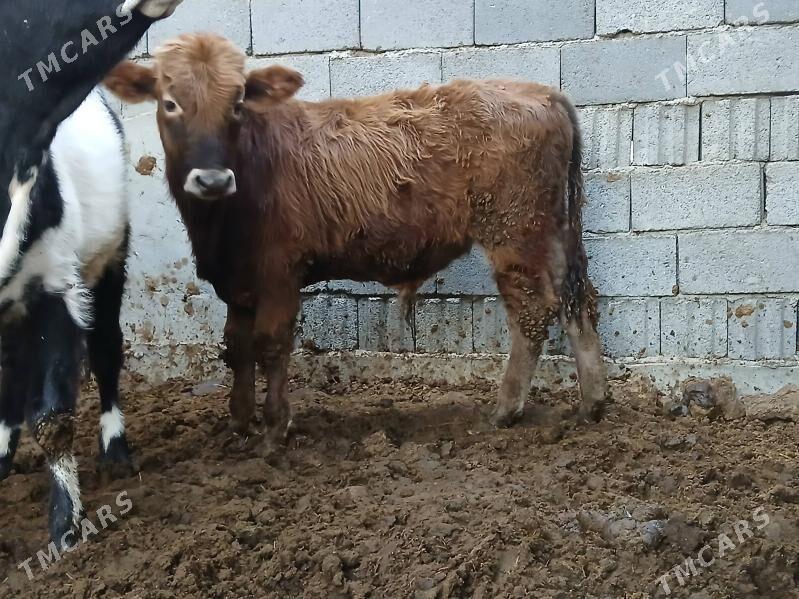 1 okuz 2 tuwe 3si bile - Бузмеин - img 1