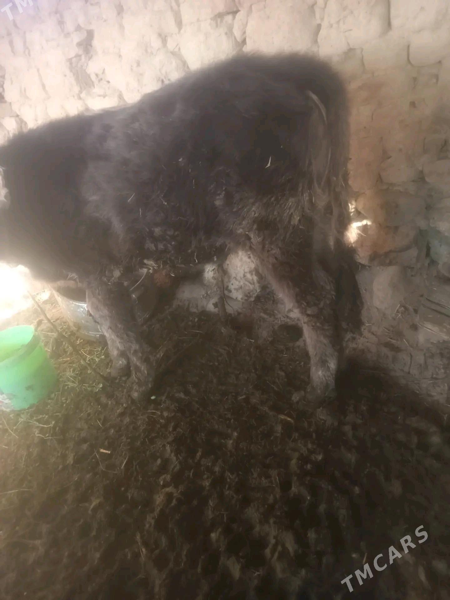 öküz - Gyzylarbat - img 2