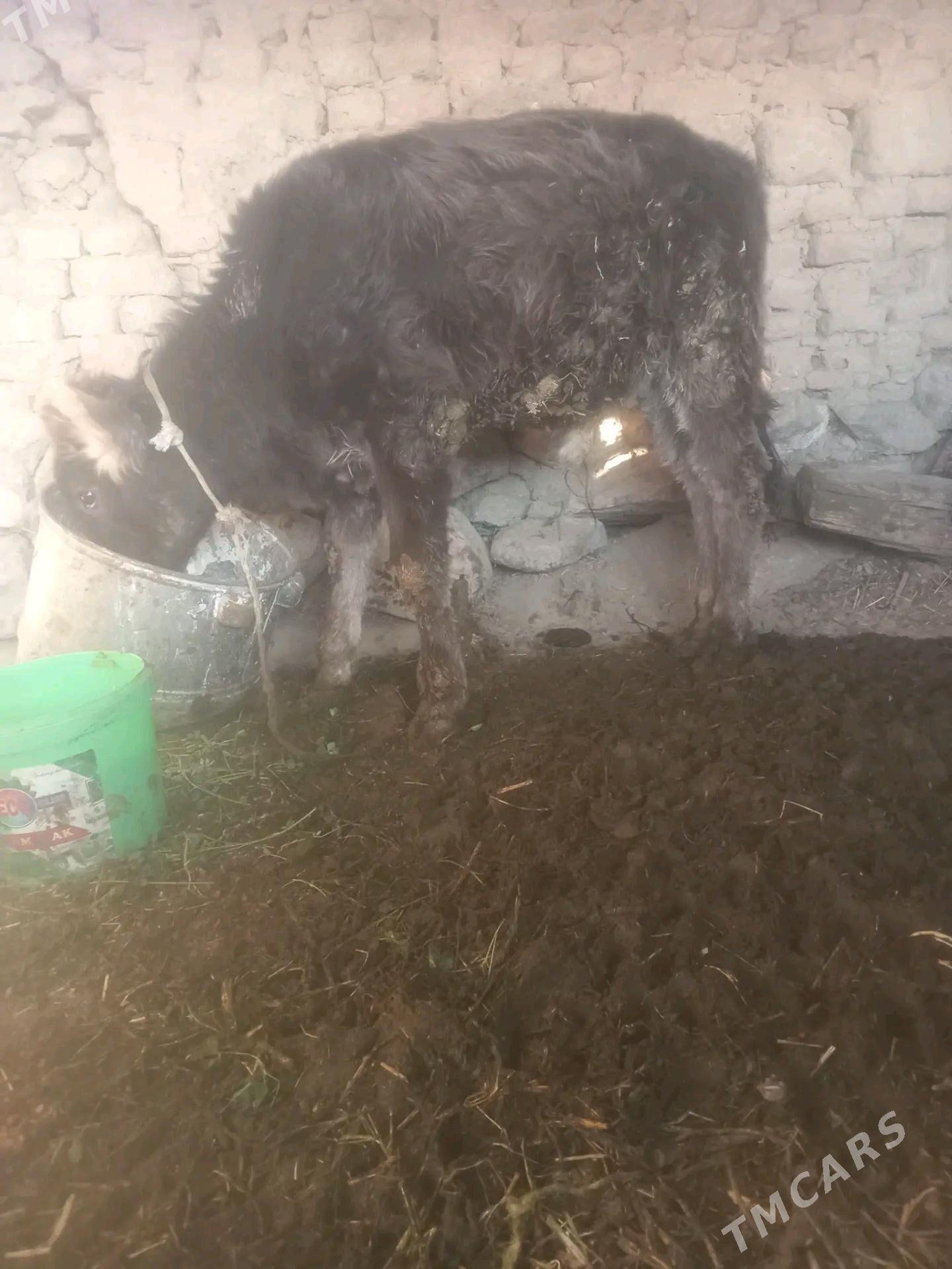 öküz - Gyzylarbat - img 3