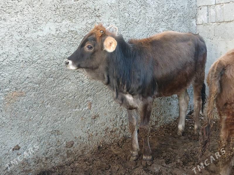 1 okuz 2 tuwe 3si bile - Бузмеин - img 2